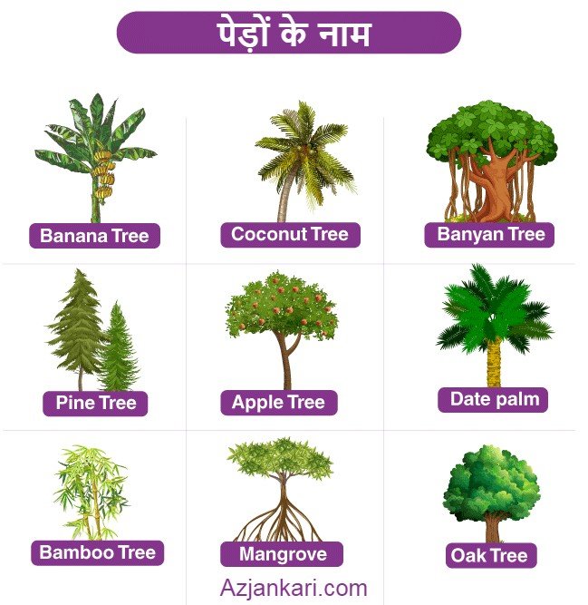 Trees Name in English and Hindi - पेड़ों के नाम