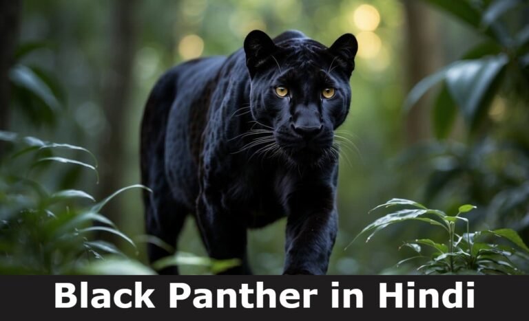 Black Panther in Hindi