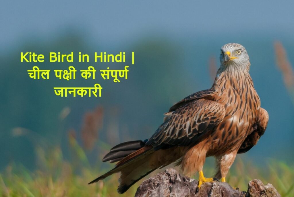Kite Bird in Hindi | चील पक्षी की संपूर्ण जानकारी