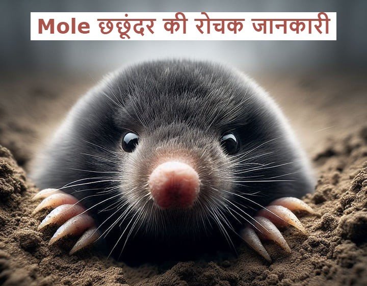 Mole animal in Hindi - छछूंदर की रोचक जानकारी