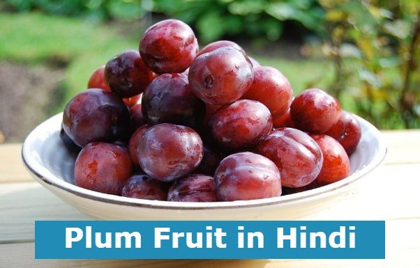 Plum Fruit in Hindi | आलूबुखारा के 10 फायदे, नुकसान एवं अन्य जानकारी