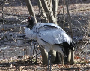 5 Remarkable Places to Visit For Birdwatching In Bhutan