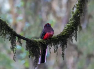 5 Remarkable Places to Visit For Birdwatching In Bhutan