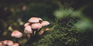 Dreaming about picking mushrooms A lucky sign or an unfavorable omen
