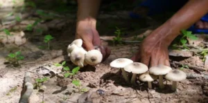 Dreaming about picking mushrooms A lucky sign or an unfavorable omen