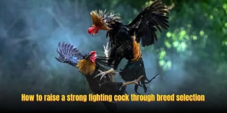 How To Raise A Strong Fighting Cock To Expert With SUNWIN